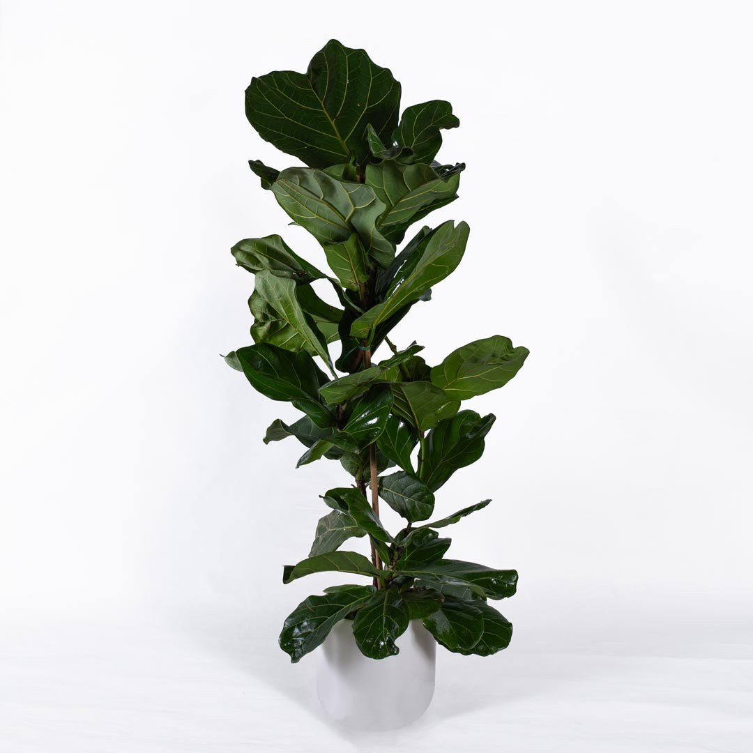 fiddle leaf fig in ceramic pot Fiddle-Leaf Fig Plant in Clay Pot – fitorioathina