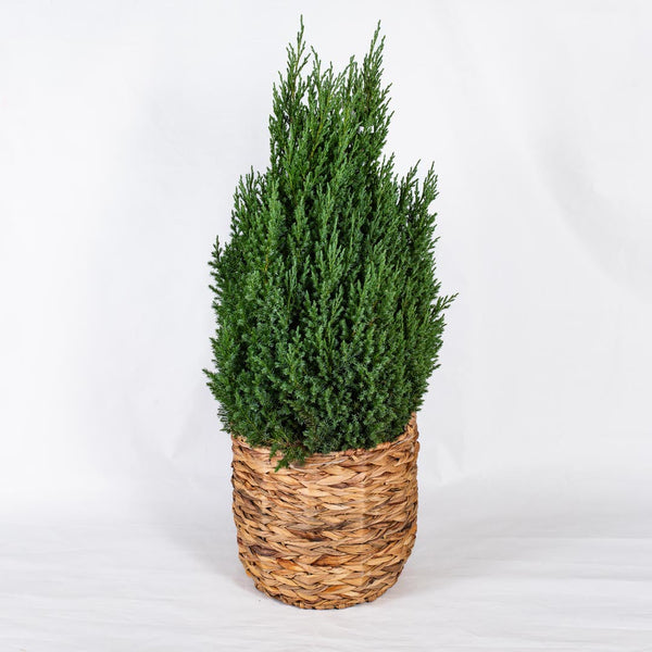Tree Plant with Wicker Basket – fitorioathina