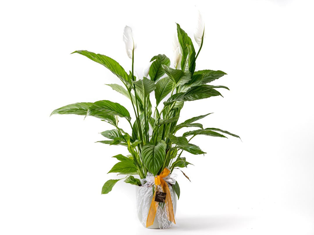 are terracotta pots good for peace lily plants Peace Lily in Clay Pot – fitorioathina