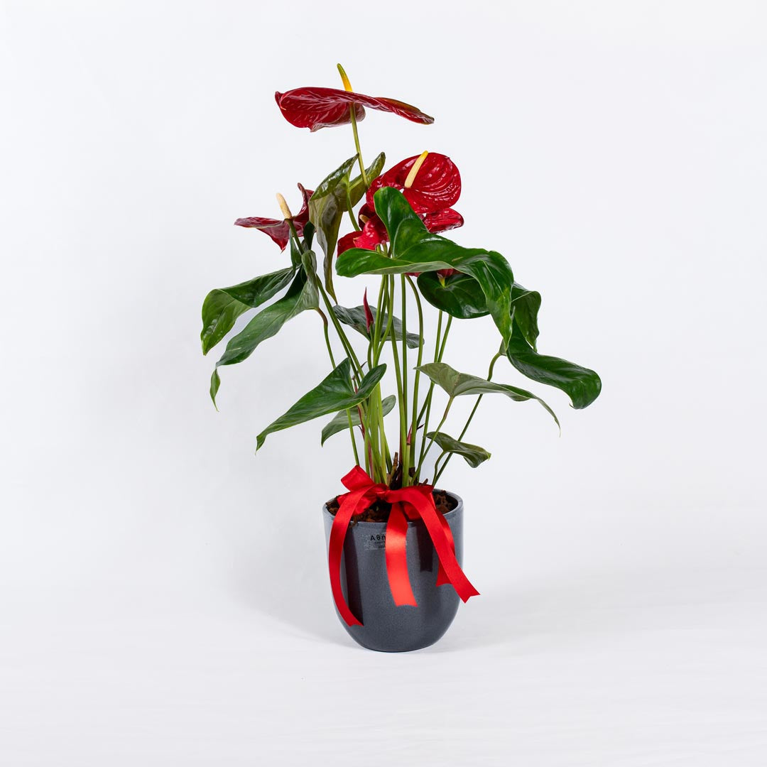 anthurium plant pot size Medium Size Red Anthurium in Clay Pot – fitorioathina